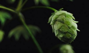 The Red Hops Experiment